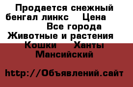 Продается снежный бенгал(линкс) › Цена ­ 25 000 - Все города Животные и растения » Кошки   . Ханты-Мансийский